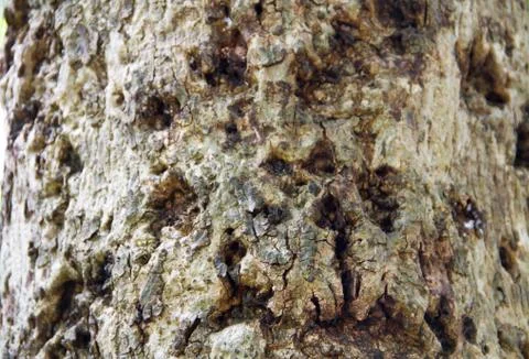 Bark textured background Stock Photos