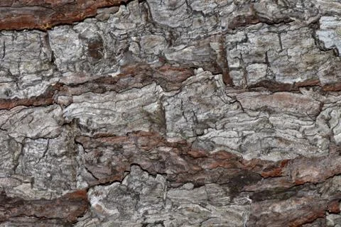 Bark Textures Foto stock