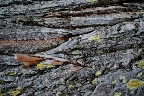 Bark of tree 1 Stock Photos