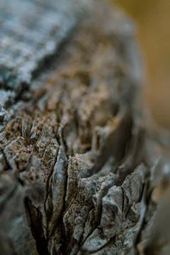 Bark tree 1 Fotos de archivo