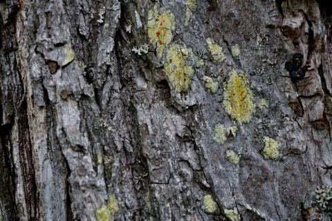 Bark of tree 10 Stock Photos