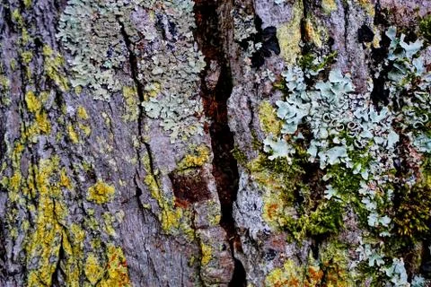 Bark of tree 11 Stock Photos