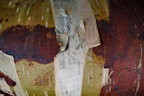 Bark of tree 13 Stock Photos