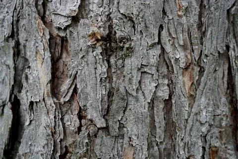 Bark of tree 15 Stock Photos