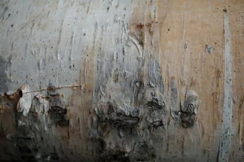 Bark of tree 17 Stock Photos