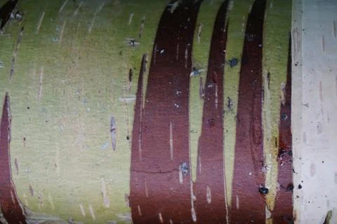 Bark of tree 18 Stock Photos