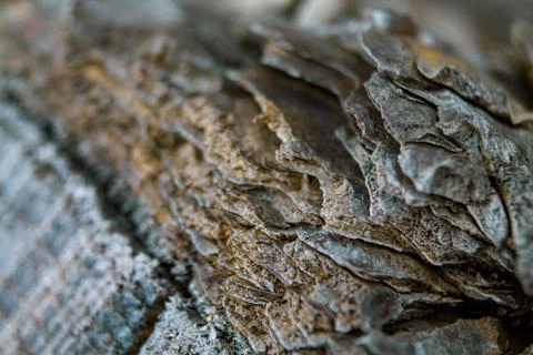 Bark tree 2 Fotos de archivo