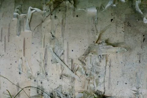 Bark of tree 20 Stock Photos