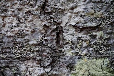 Bark of tree 22 Stock Photos