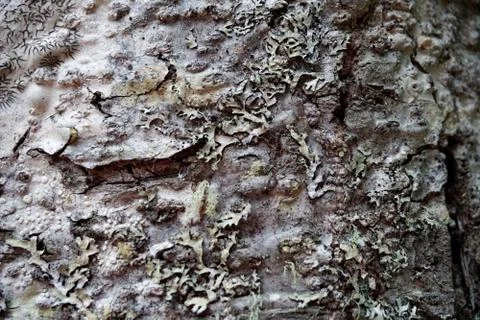 Bark of tree 23 Stock Photos