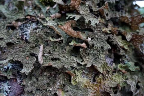 Bark of tree 24 Stock Photos