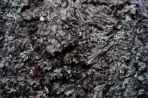 Bark of tree 25 Stock Photos