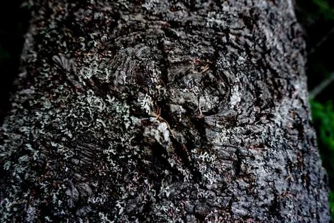 Bark of tree 26 Stock Photos