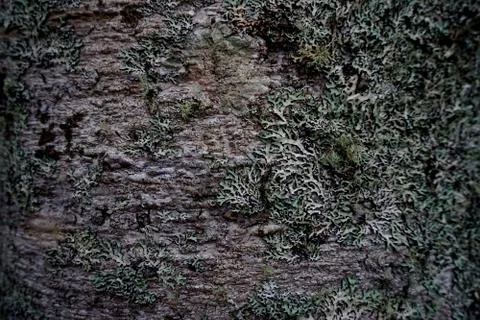 Bark of tree 27 Stock Photos