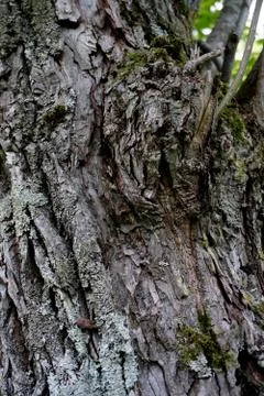 Bark of tree 29 Stock Photos