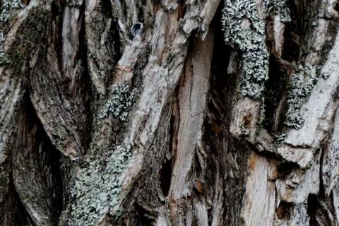 Bark of tree 3 Stock Photos