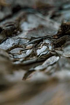 Bark tree 3 Stock Photos