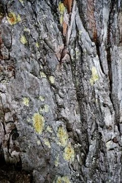 Bark of tree 30 Stock Photos