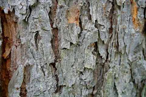 Bark of tree 31 Stock Photos