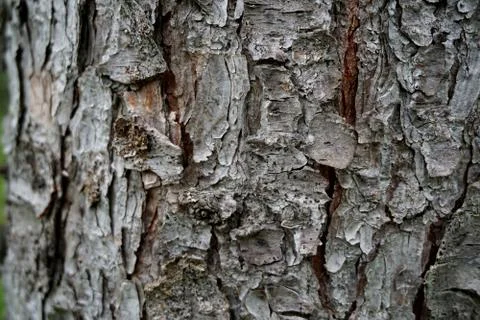 Bark of tree 32 Stock Photos