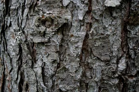 Bark of tree 33 Stock Photos