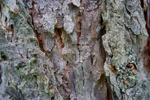 Bark of tree 34 Stock Photos
