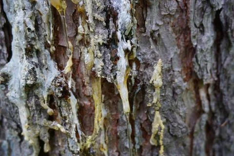 Bark of tree 35 Stock Photos