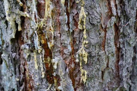 Bark of tree 37 Stock Photos