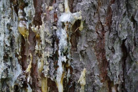 Bark of tree 38 Stock Photos