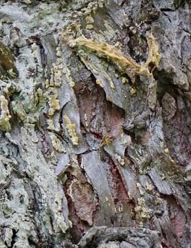 Bark of tree 39 Stock Photos