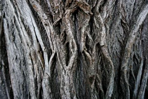 Bark of tree 4 Stock Photos