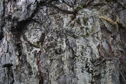 Bark of tree 40 Stock Photos
