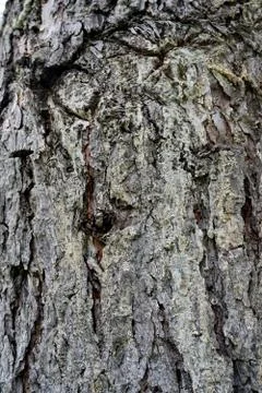 Bark of tree 41 Stock Photos