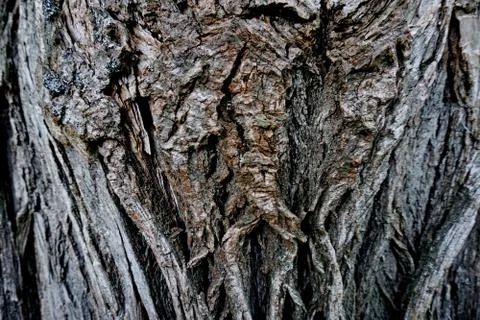 Bark of tree 5 Stock Photos