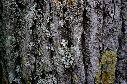 Bark of tree 6 Stock Photos