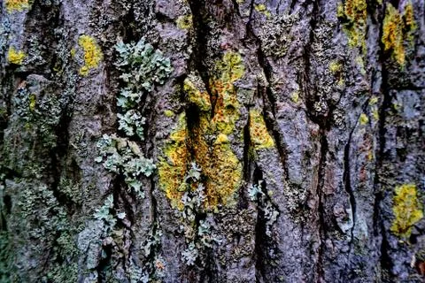 Bark of tree 7 Stock Photos