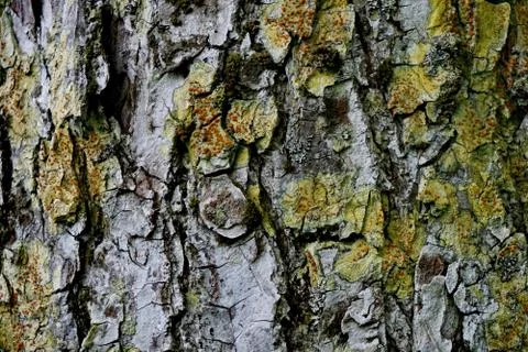 Bark of tree 8 Stock Photos
