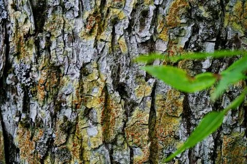 Bark of tree 9 Stock Photos