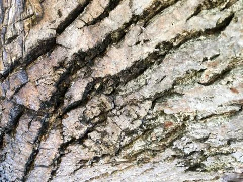 Bark of tree. Abstract natural background. Close-up. Stock Photos