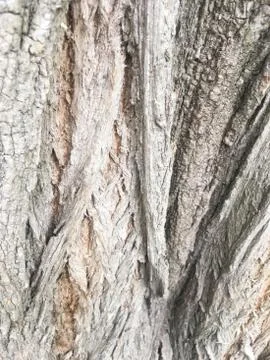 Bark of tree. Abstract natural background. Close-up. Stock Photos