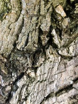 Bark of tree. Abstract natural background. Close-up. Stock Photos