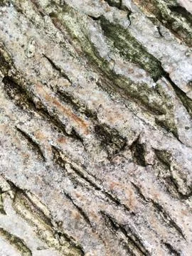 Bark of tree. Abstract natural background. Close-up. Stock Photos