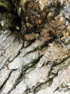 Bark of tree. Abstract natural background. Close-up. Stock Photos