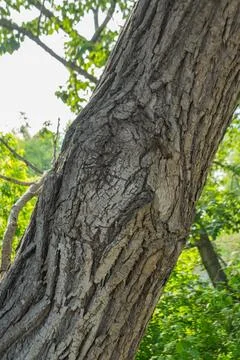 The bark of a tree is affected by a disease. The tree has a hole in it. Pat.. Stock Photos