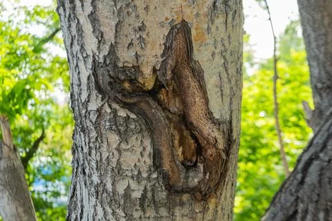 The bark of a tree is affected by a disease. The tree has a hole in it. Pat.. Stock Photos