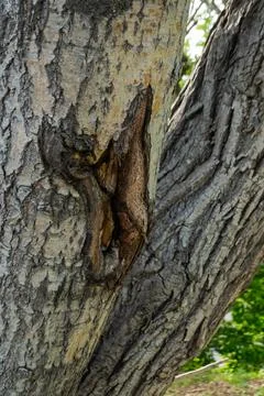 The bark of a tree is affected by a disease. The tree has a hole in it. Pat.. Stock Photos