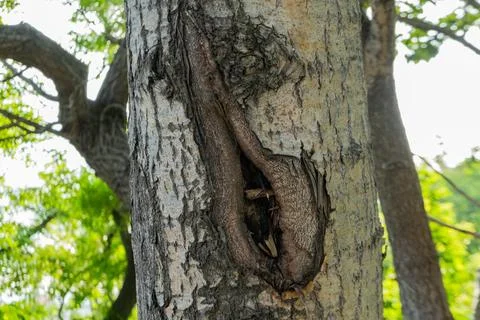 The bark of a tree is affected by a disease. The tree has a hole in it. Pat.. Stock Photos