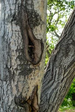 The bark of a tree is affected by a disease. The tree has a hole in it. Pat.. Stock Photos