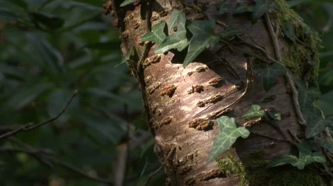 Bark on tree, afternoon light Stock Footage 49093504
