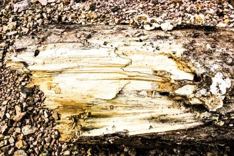 Bark of tree and roots in forest texture background Foto stock
